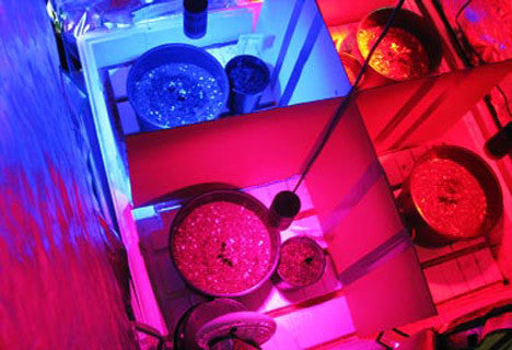 36W LED Grow Light, Magenta