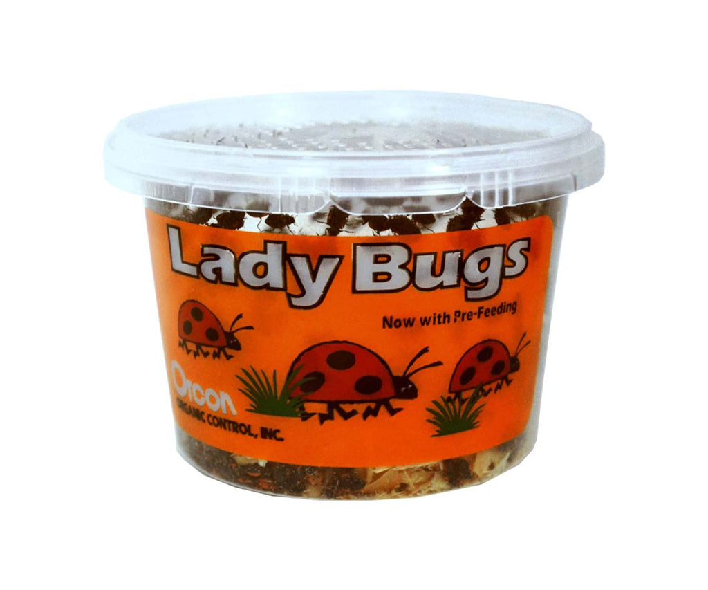 500 Live ladybugs