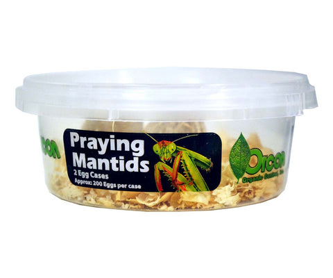 2 LIVE  Pray Mantids Eggs  (200 Eggs/Mass)