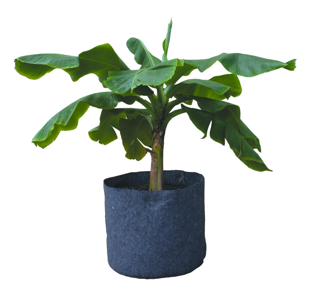 1 Gal Root Pot, 6x7.5"