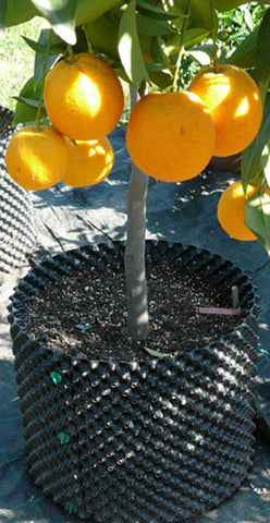 Air-Pot #1 1 Gal Equivalent